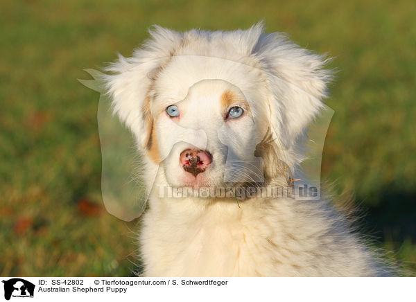 Australian Shepherd Welpe / Australian Shepherd Puppy / SS-42802