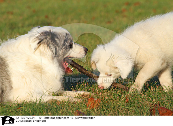 2 Australian Shepherd / 2 Australian Shepherd / SS-42824