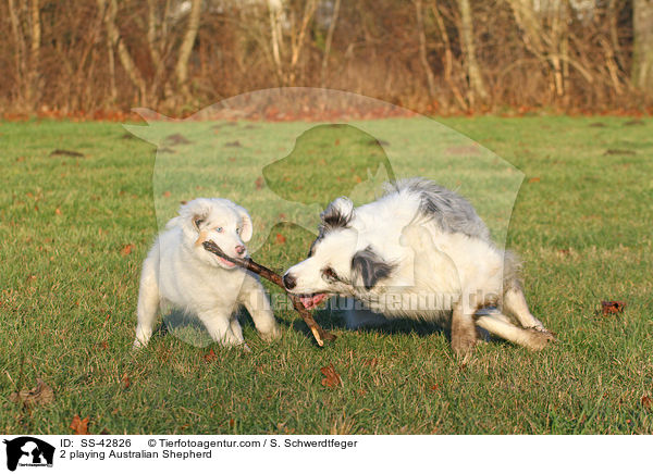 2 spielende Australian Shepherd / 2 playing Australian Shepherd / SS-42826