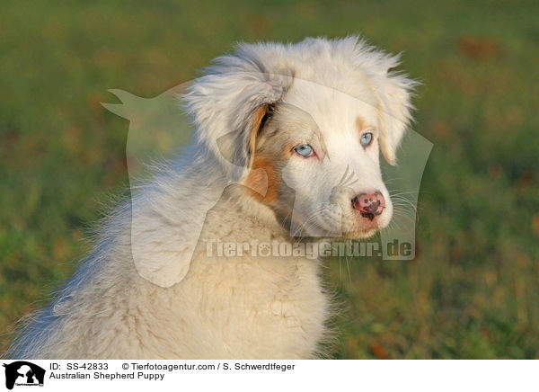 Australian Shepherd Welpe / Australian Shepherd Puppy / SS-42833