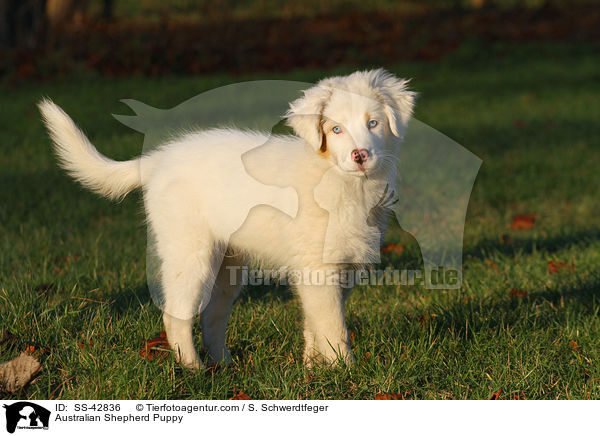 Australian Shepherd Welpe / Australian Shepherd Puppy / SS-42836