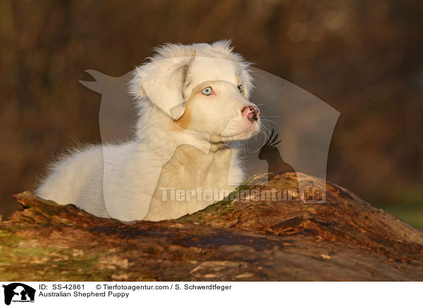Australian Shepherd Welpe / Australian Shepherd Puppy / SS-42861