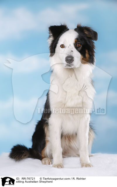 sitzender Australian Shepherd / sitting Australian Shepherd / RR-76721