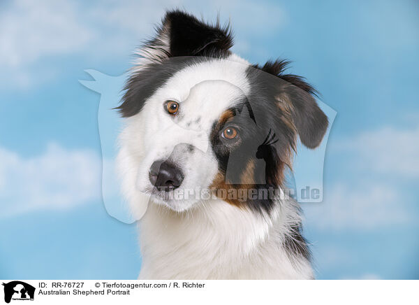 Australian Shepherd Portrait / Australian Shepherd Portrait / RR-76727