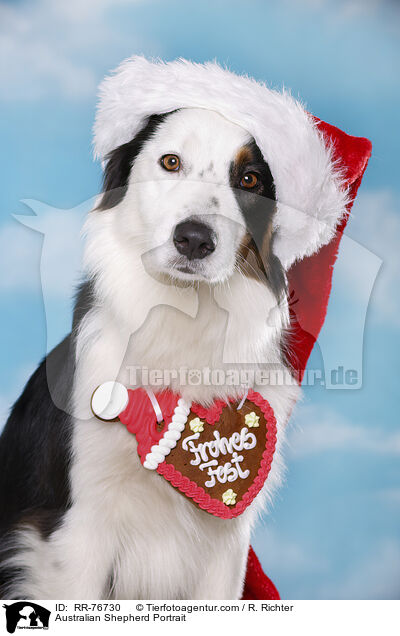 Australian Shepherd Portrait / Australian Shepherd Portrait / RR-76730