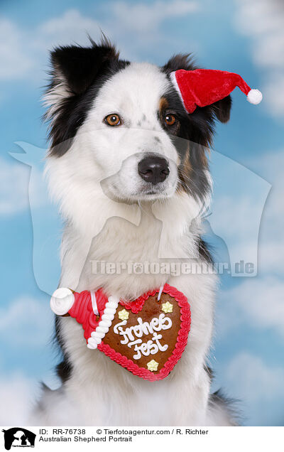 Australian Shepherd Portrait / Australian Shepherd Portrait / RR-76738