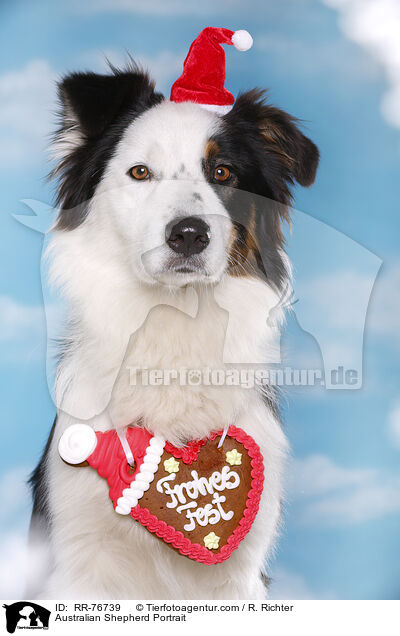 Australian Shepherd Portrait / Australian Shepherd Portrait / RR-76739