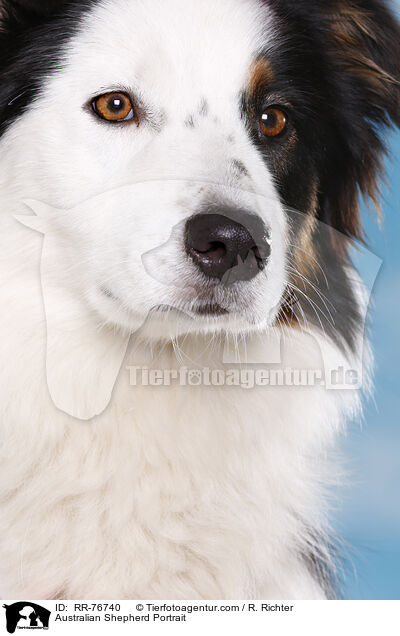 Australian Shepherd Portrait / Australian Shepherd Portrait / RR-76740