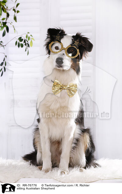 sitzender Australian Shepherd / sitting Australian Shepherd / RR-76776