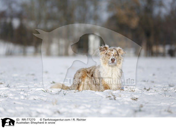 Australian Shepherd im Schnee / Australian Shepherd in snow / RR-77270