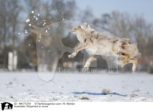 Australian Shepherd im Schnee / Australian Shepherd in snow / RR-77278