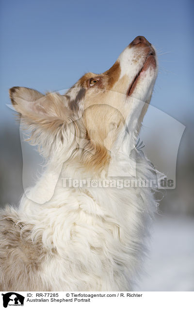 Australian Shepherd Portrait / Australian Shepherd Portrait / RR-77285