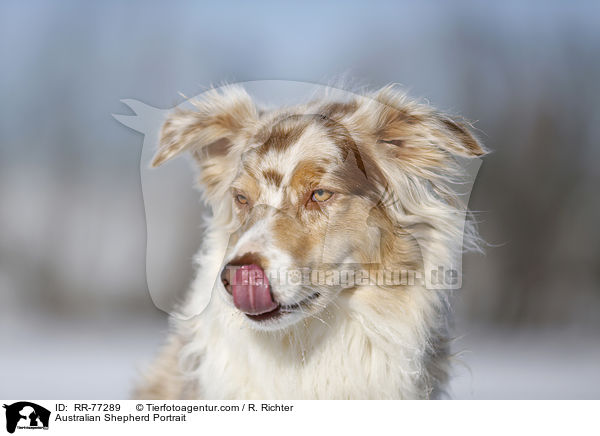 Australian Shepherd Portrait / Australian Shepherd Portrait / RR-77289