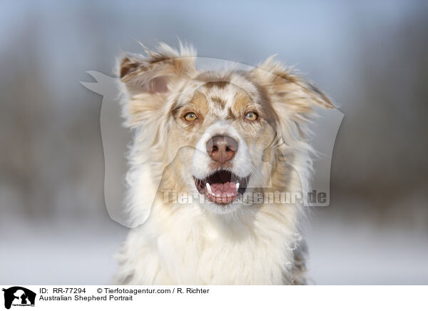 Australian Shepherd Portrait / Australian Shepherd Portrait / RR-77294