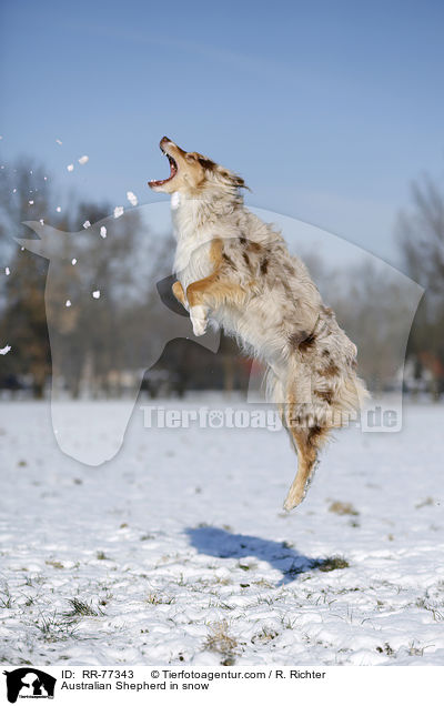 Australian Shepherd in snow / RR-77343