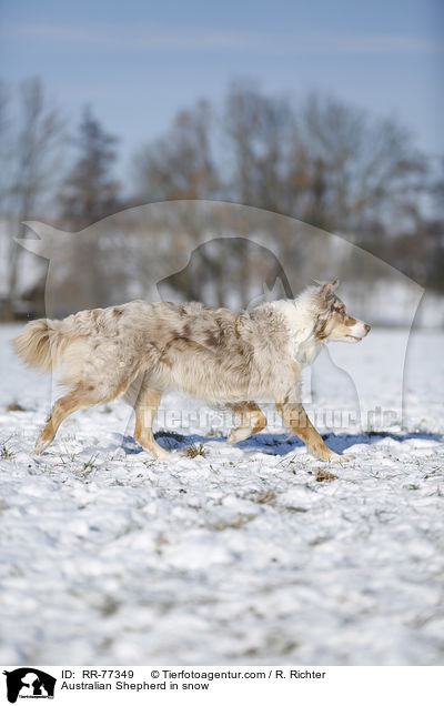 Australian Shepherd im Schnee / Australian Shepherd in snow / RR-77349