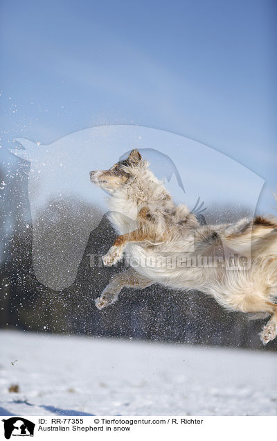 Australian Shepherd im Schnee / Australian Shepherd in snow / RR-77355