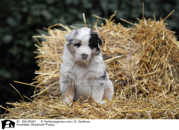 Australian Shepherd Welpe / Australian Shepherd Puppy / DG-08361