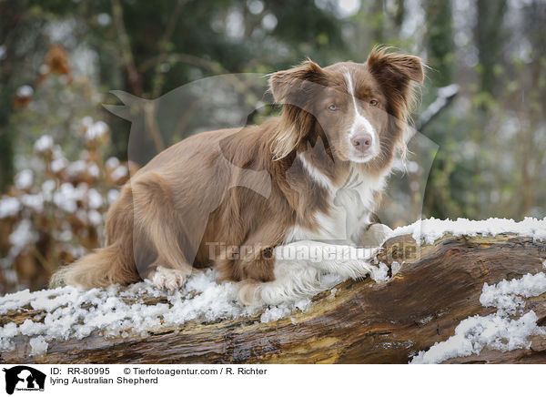 liegender Australian Shepherd / lying Australian Shepherd / RR-80995