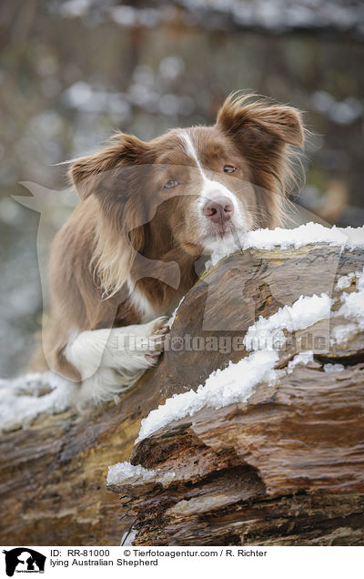 liegender Australian Shepherd / lying Australian Shepherd / RR-81000