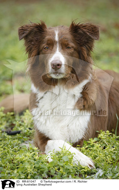 liegender Australian Shepherd / lying Australian Shepherd / RR-81047