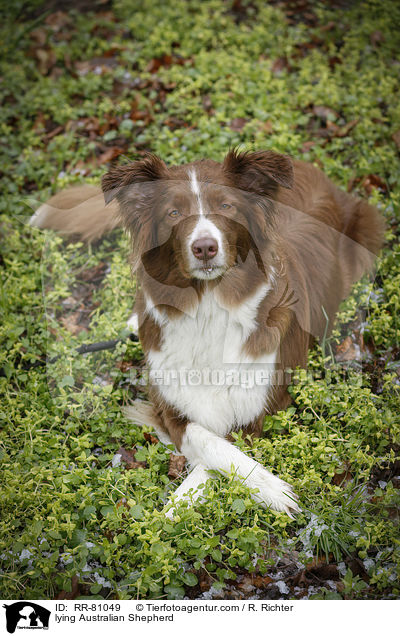 liegender Australian Shepherd / lying Australian Shepherd / RR-81049