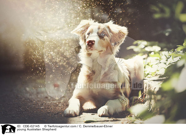 junger Australian Shepherd / young Australian Shepherd / CDE-02145