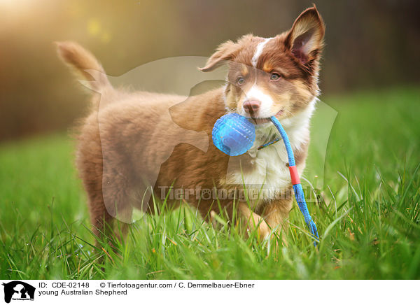 junger Australian Shepherd / young Australian Shepherd / CDE-02148