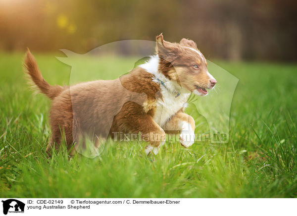 junger Australian Shepherd / young Australian Shepherd / CDE-02149