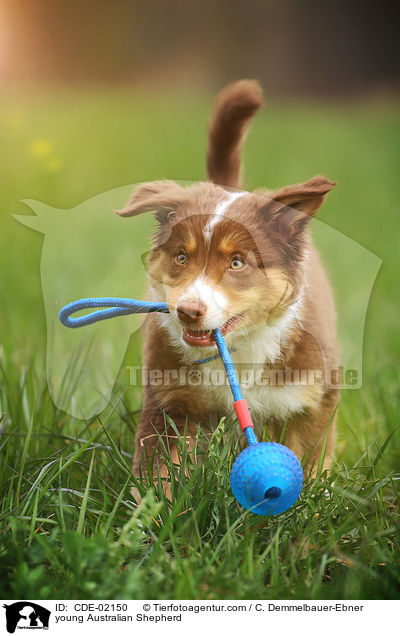 junger Australian Shepherd / young Australian Shepherd / CDE-02150