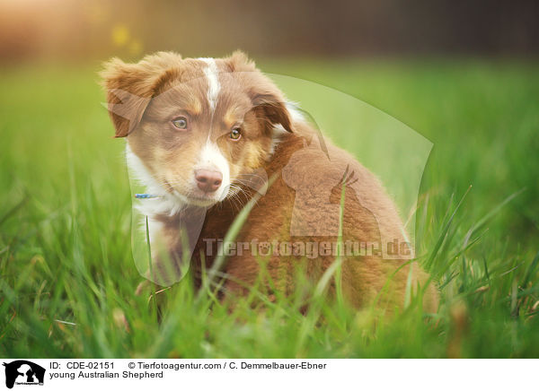 junger Australian Shepherd / young Australian Shepherd / CDE-02151