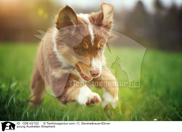 junger Australian Shepherd / young Australian Shepherd / CDE-02152