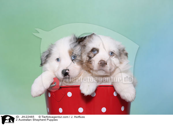 2 Australian Shepherd Welpen / 2 Australian Shepherd Puppies / JH-22465