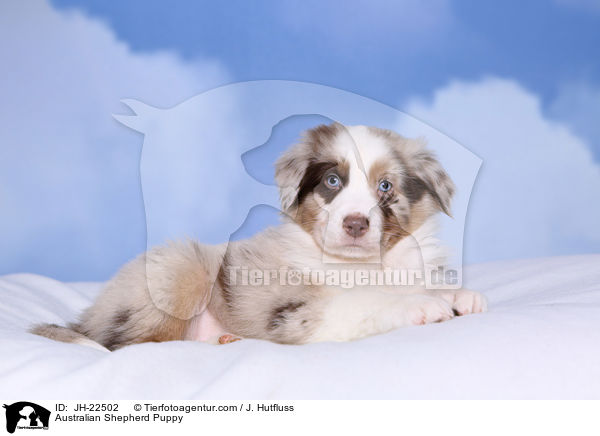 Australian Shepherd Welpe / Australian Shepherd Puppy / JH-22502