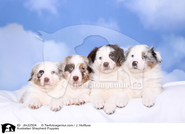 Australian Shepherd Welpen / Australian Shepherd Puppies / JH-22504