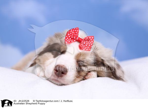 Australian Shepherd Welpe / Australian Shepherd Puppy / JH-22526