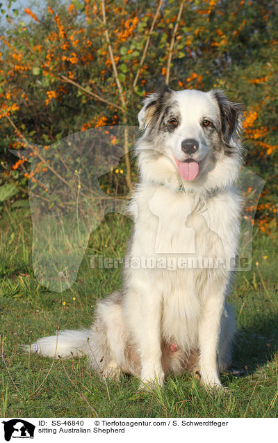 sitzender Australian Shepherd / sitting Australian Shepherd / SS-46840