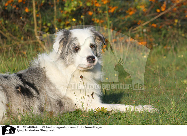 liegender Australian Shepherd / lying Australian Shepherd / SS-46844