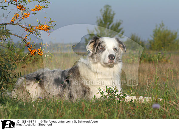 liegender Australian Shepherd / lying Australian Shepherd / SS-46871