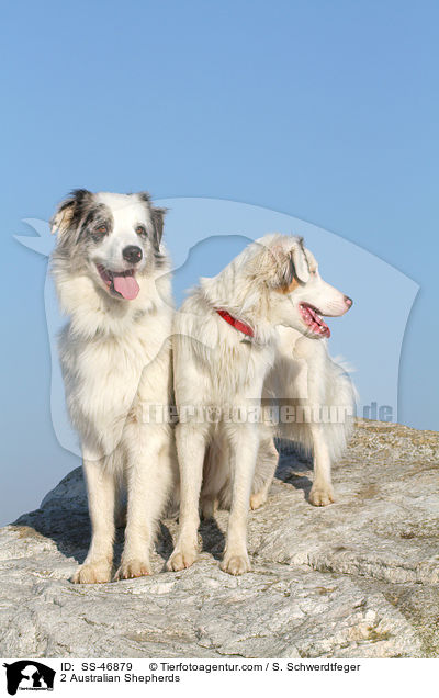 2 Australian Shepherds / 2 Australian Shepherds / SS-46879