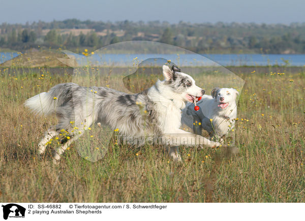 2 playing Australian Shepherds / SS-46882