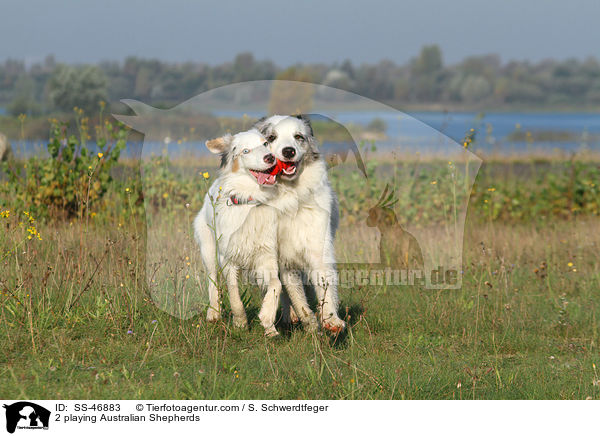 2 spielende Australian Shepherds / 2 playing Australian Shepherds / SS-46883