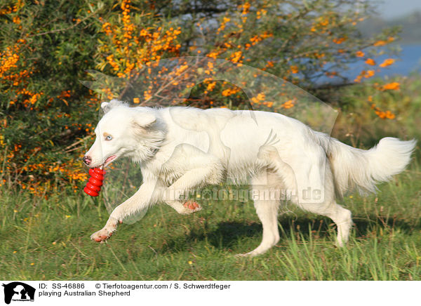 spielender Australian Shepherd / playing Australian Shepherd / SS-46886