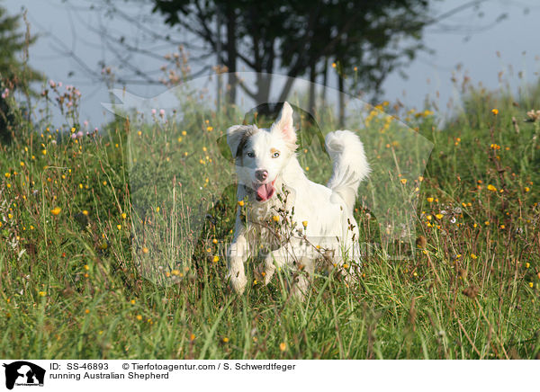 rennender Australian Shepherd / running Australian Shepherd / SS-46893