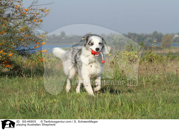 spielender Australian Shepherd / playing Australian Shepherd / SS-46905