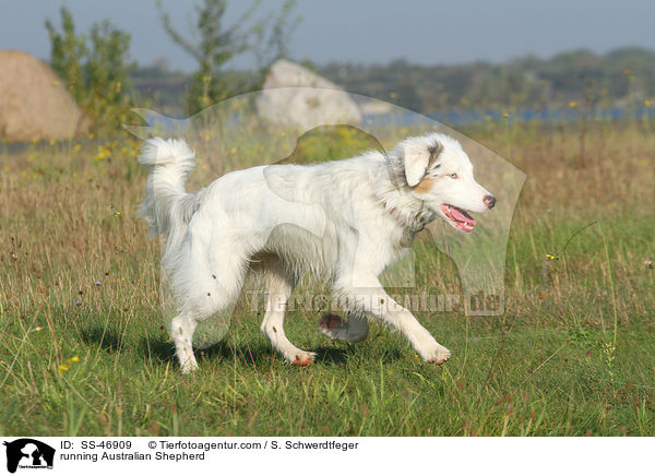 rennender Australian Shepherd / running Australian Shepherd / SS-46909