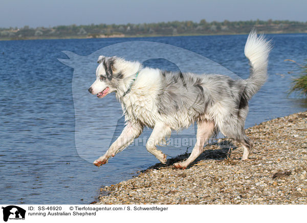 rennender Australian Shepherd / running Australian Shepherd / SS-46920