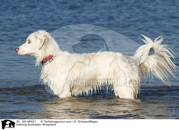 badender Australian Shepherd / bathing Australian Shepherd / SS-46921