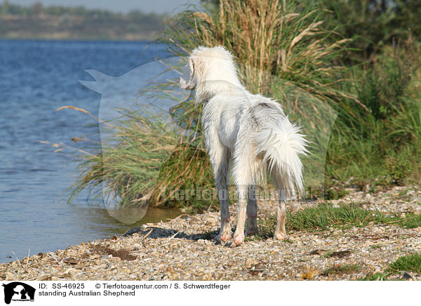 stehender Australian Shepherd / standing Australian Shepherd / SS-46925