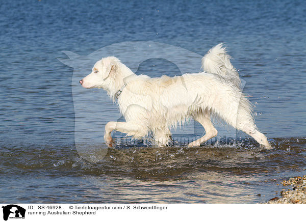 rennender Australian Shepherd / running Australian Shepherd / SS-46928